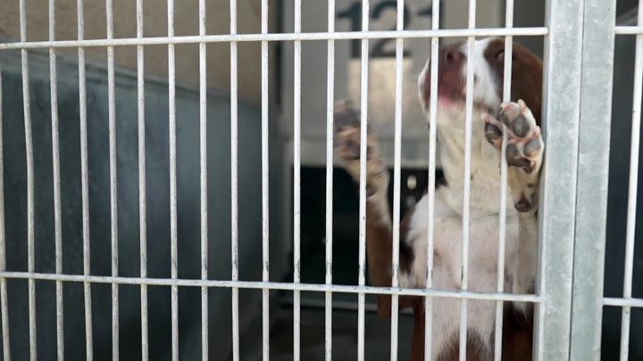 Thumbnail image for Ventura County Animal Services on CityScene TV