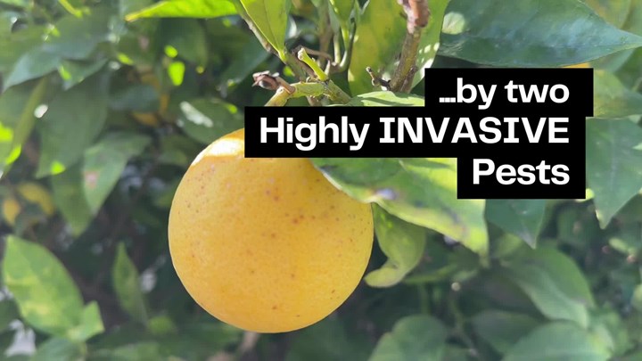 Thumbnail image for Ventura County Ag Pests