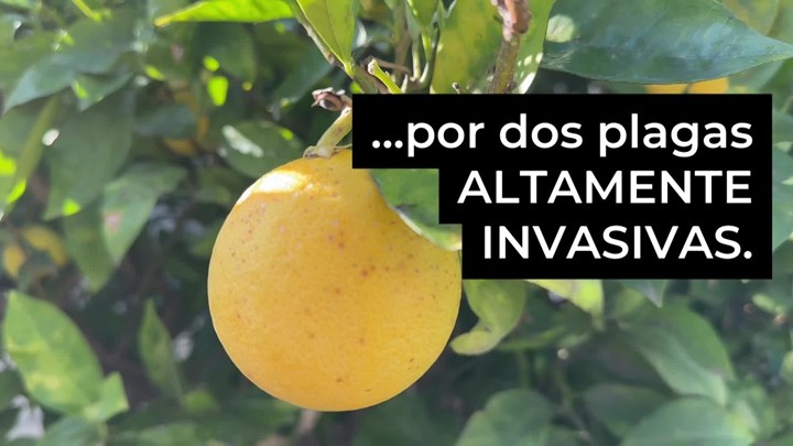 Thumbnail image for Ventura County Ag Commissioner Citrus Disease Spanish